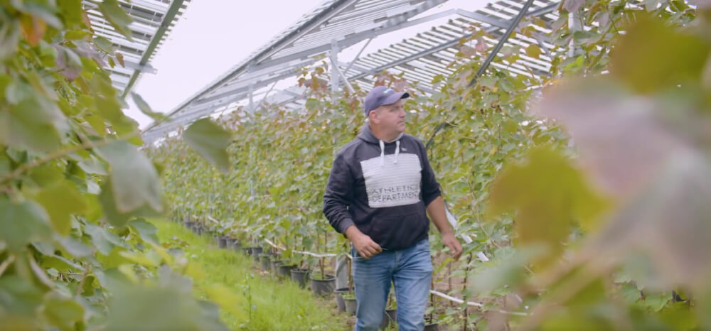 solar Vineyard